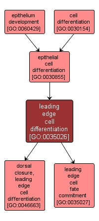 GO:0035026 - leading edge cell differentiation (interactive image map)
