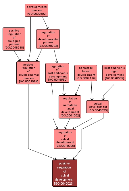 GO:0040026 - positive regulation of vulval development (interactive image map)