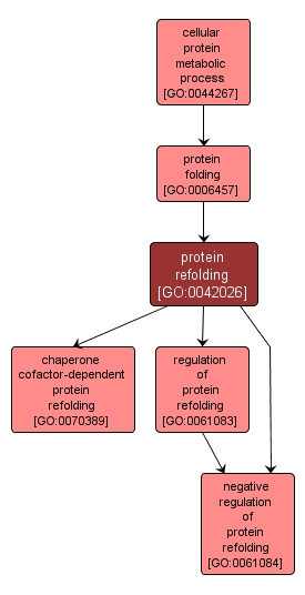GO:0042026 - protein refolding (interactive image map)