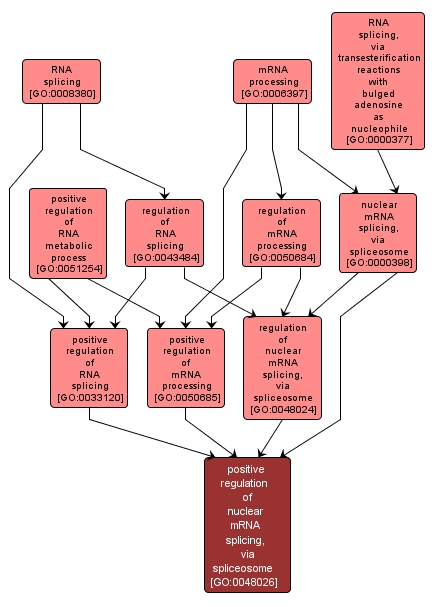 GO:0048026 - positive regulation of nuclear mRNA splicing, via spliceosome (interactive image map)