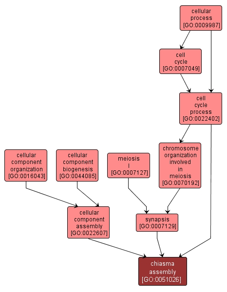 GO:0051026 - chiasma assembly (interactive image map)