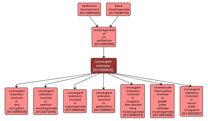 GO:0060026 - convergent extension (interactive image map)