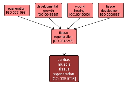 GO:0061026 - cardiac muscle tissue regeneration (interactive image map)