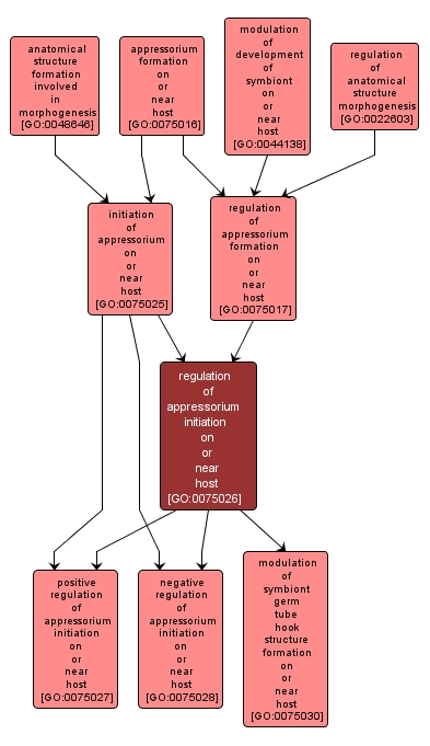 GO:0075026 - regulation of appressorium initiation on or near host (interactive image map)