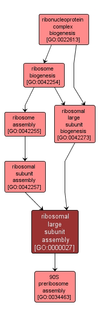 GO:0000027 - ribosomal large subunit assembly (interactive image map)