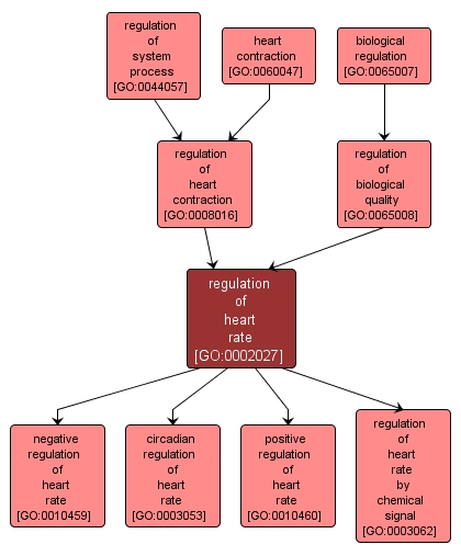 GO:0002027 - regulation of heart rate (interactive image map)