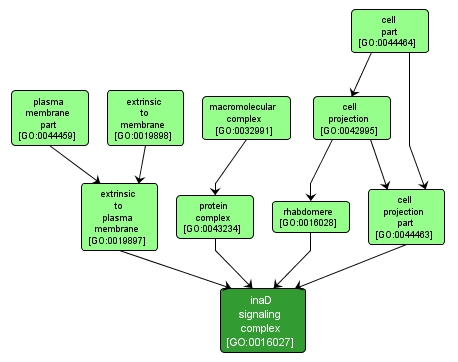 GO:0016027 - inaD signaling complex (interactive image map)