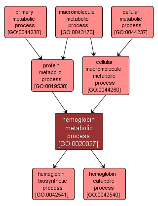 GO:0020027 - hemoglobin metabolic process (interactive image map)