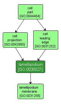 GO:0030027 - lamellipodium (interactive image map)