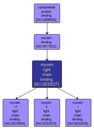 GO:0032027 - myosin light chain binding (interactive image map)