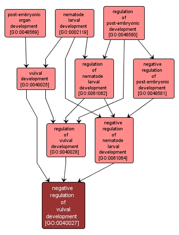 GO:0040027 - negative regulation of vulval development (interactive image map)