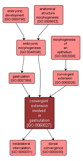 GO:0060027 - convergent extension involved in gastrulation (interactive image map)