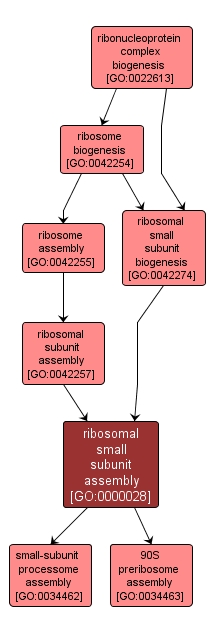 GO:0000028 - ribosomal small subunit assembly (interactive image map)