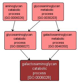 GO:0006028 - galactosaminoglycan catabolic process (interactive image map)