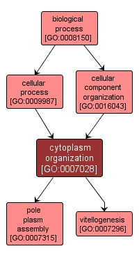 GO:0007028 - cytoplasm organization (interactive image map)