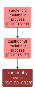GO:0010028 - xanthophyll cycle (interactive image map)