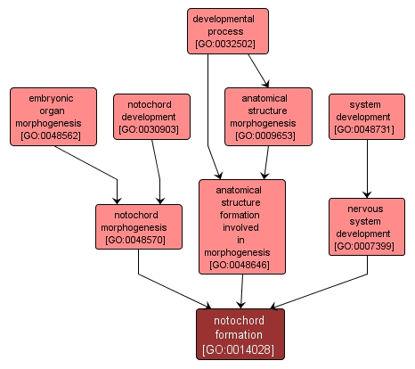 GO:0014028 - notochord formation (interactive image map)