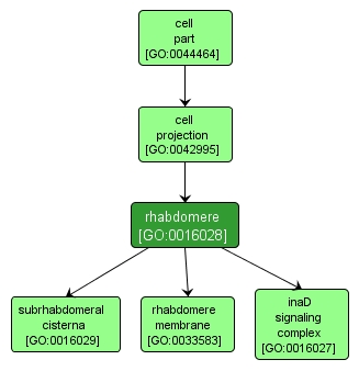 GO:0016028 - rhabdomere (interactive image map)