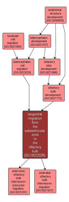 GO:0022028 - tangential migration from the subventricular zone to the olfactory bulb (interactive image map)