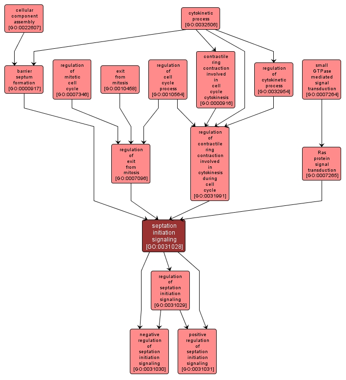 GO:0031028 - septation initiation signaling (interactive image map)