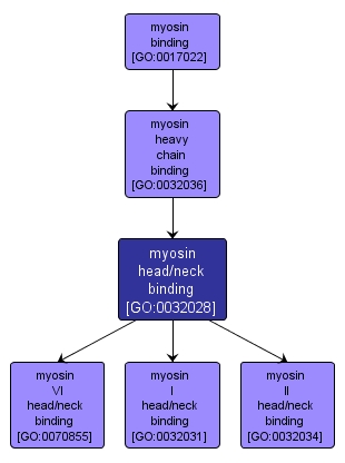 GO:0032028 - myosin head/neck binding (interactive image map)