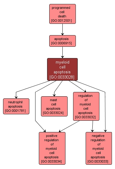 GO:0033028 - myeloid cell apoptosis (interactive image map)