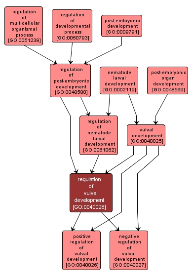 GO:0040028 - regulation of vulval development (interactive image map)