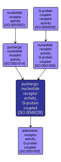 GO:0045028 - purinergic nucleotide receptor activity, G-protein coupled (interactive image map)
