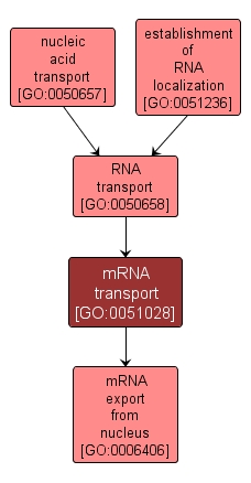 GO:0051028 - mRNA transport (interactive image map)