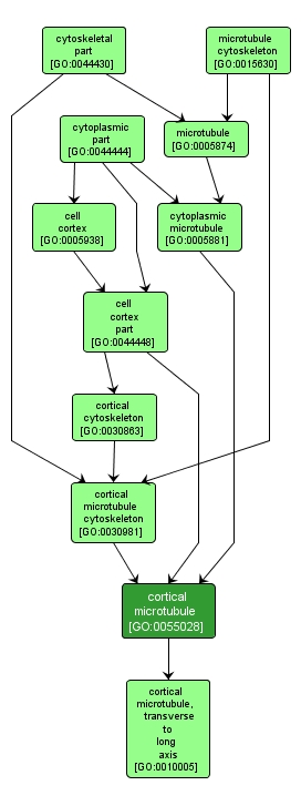 GO:0055028 - cortical microtubule (interactive image map)