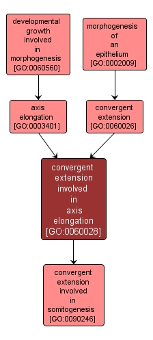 GO:0060028 - convergent extension involved in axis elongation (interactive image map)