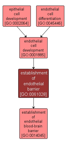 GO:0061028 - establishment of endothelial barrier (interactive image map)