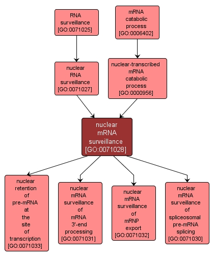 GO:0071028 - nuclear mRNA surveillance (interactive image map)