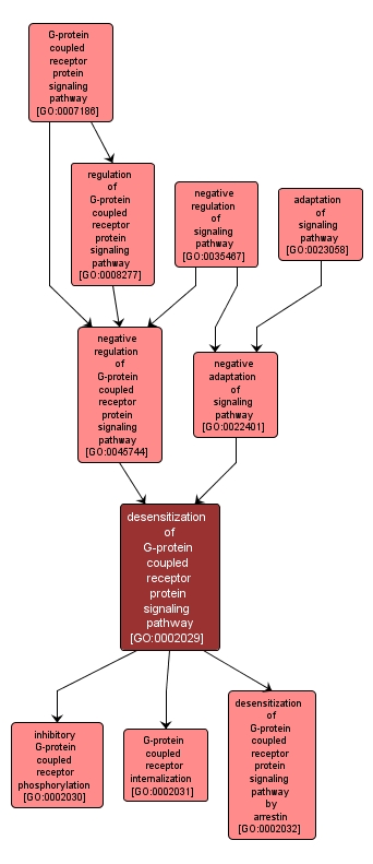 GO:0002029 - desensitization of G-protein coupled receptor protein signaling pathway (interactive image map)