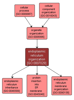 GO:0007029 - endoplasmic reticulum organization (interactive image map)