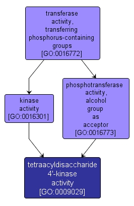 GO:0009029 - tetraacyldisaccharide 4'-kinase activity (interactive image map)