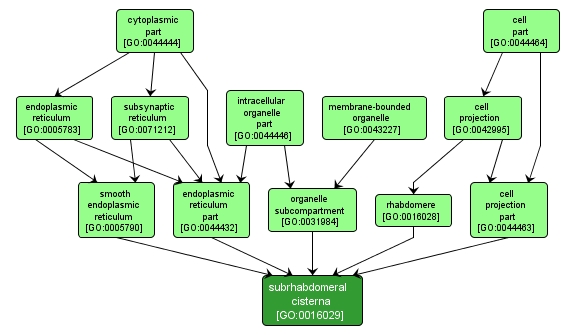 GO:0016029 - subrhabdomeral cisterna (interactive image map)