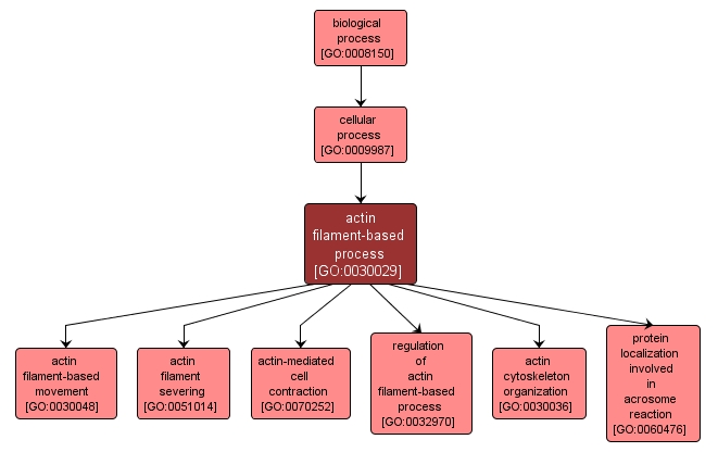 GO:0030029 - actin filament-based process (interactive image map)