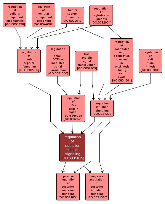 GO:0031029 - regulation of septation initiation signaling (interactive image map)