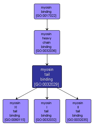 GO:0032029 - myosin tail binding (interactive image map)