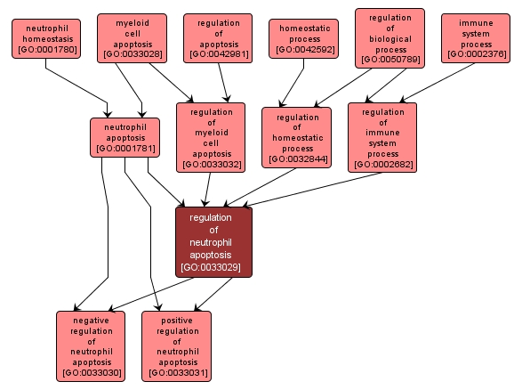 GO:0033029 - regulation of neutrophil apoptosis (interactive image map)