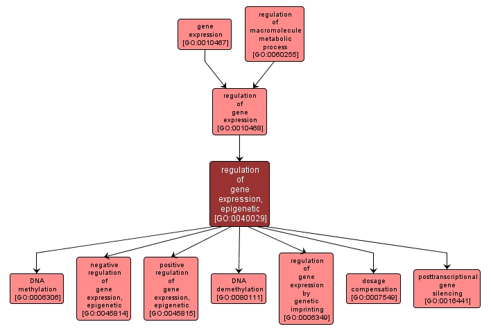 GO:0040029 - regulation of gene expression, epigenetic (interactive image map)