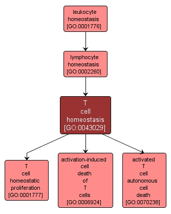 GO:0043029 - T cell homeostasis (interactive image map)