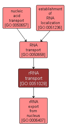 GO:0051029 - rRNA transport (interactive image map)