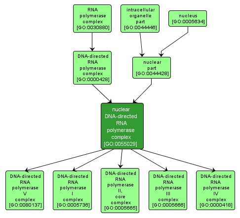 GO:0055029 - nuclear DNA-directed RNA polymerase complex (interactive image map)