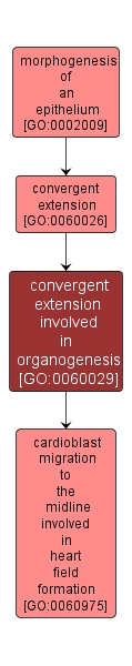 GO:0060029 - convergent extension involved in organogenesis (interactive image map)