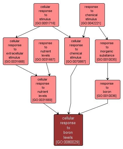 GO:0080029 - cellular response to boron levels (interactive image map)