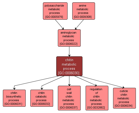 GO:0006030 - chitin metabolic process (interactive image map)