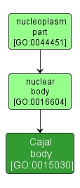 GO:0015030 - Cajal body (interactive image map)