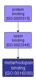 GO:0016030 - metarhodopsin binding (interactive image map)